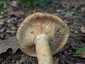 Fakó szőrgomba (Lactarius mairei), Budai-hegység